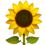 Sunflower (Animals & Nature - Plant-Flower)