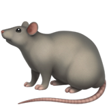 rat (Dieren en natuur - Animal-Zoogdier)