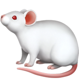 souris (Animaux et Nature - Animal-MammifÃ¨re)