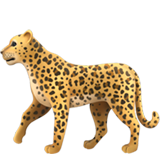 leopard (Djur och natur - Animal-DÃ¤ggdjur)