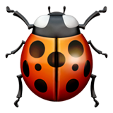 Lady Beetle (Animals & Nature - Animal-Bug)