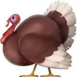 Turkey (Animals & Nature - Animal-Bird)