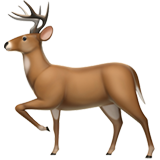 Deer (Animals & Nature - Animal-Mammal)
