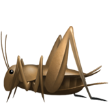Cricket (Animals & Nature - Animal-Bug)