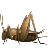 krekel (Dieren en natuur - Animal-Bug)