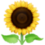 Sunflower Emoji (Facebook)