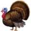 Turkey Emoji (Facebook)