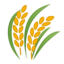 Sheaf Of Rice Emoji (Google)